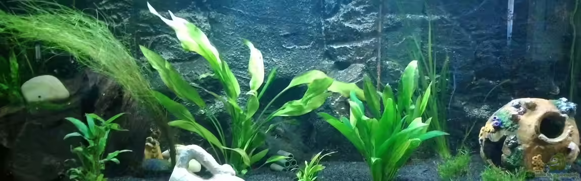 Versunkene Welt von Tyrofijo