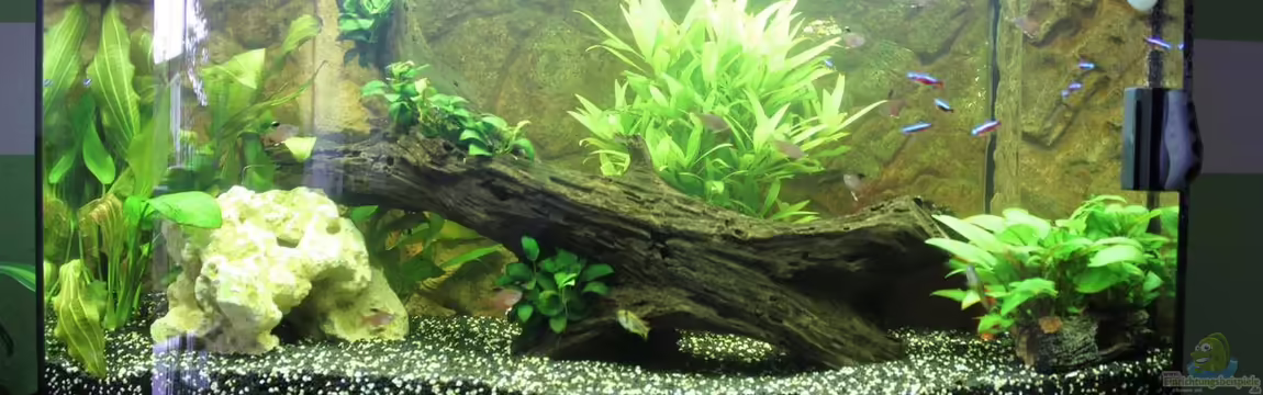 Vision Becken von Felge