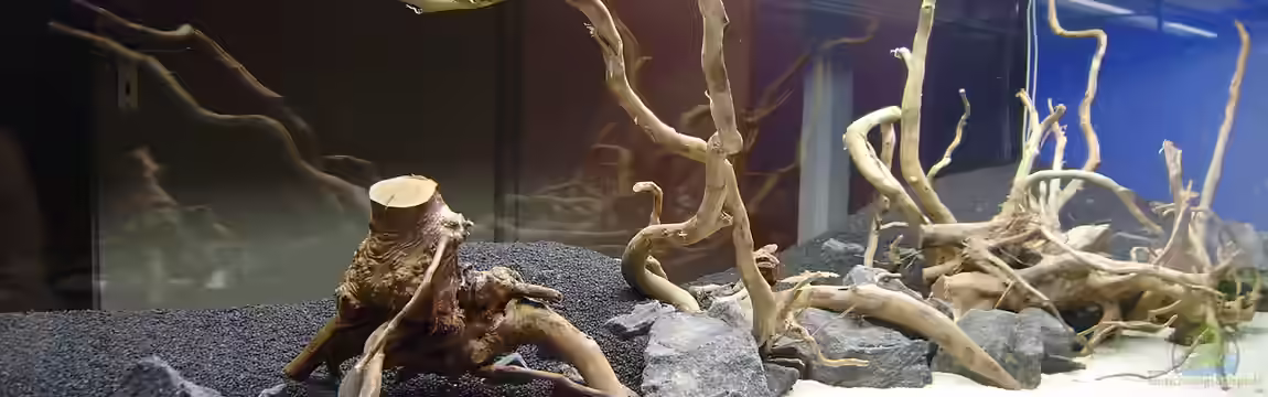 Vivaline 330 (aufgelöst 2020) von C-NA