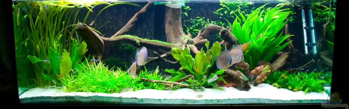 Walking on a (Discus-) dream von Kiera&Hannes