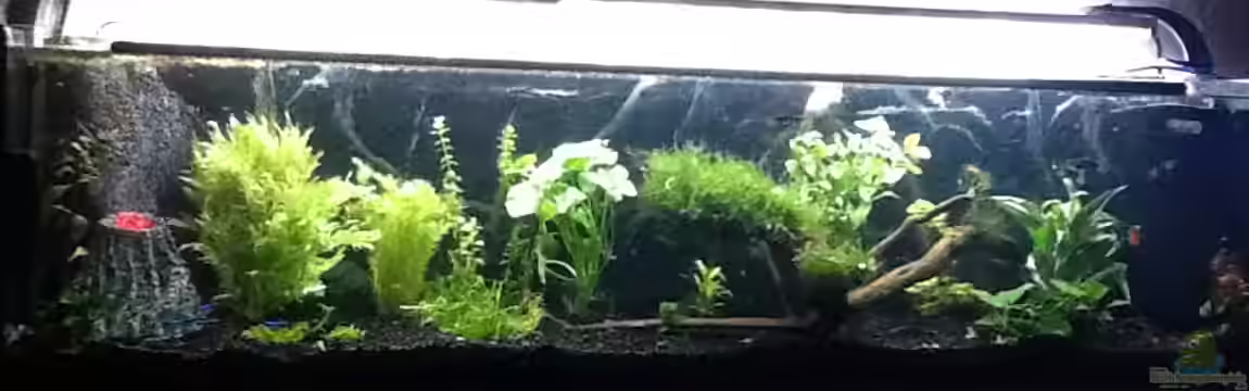 Wandaquarium Gesellschaftsbecken von Pebbel