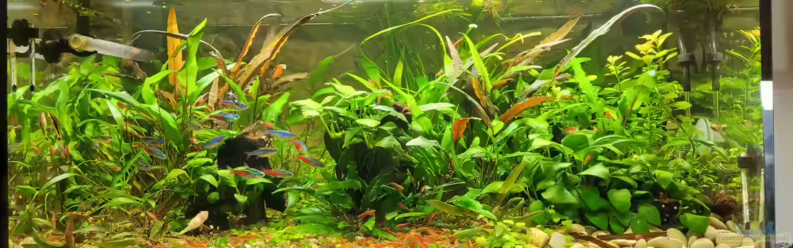 Wandelbecken von KleinerFisch