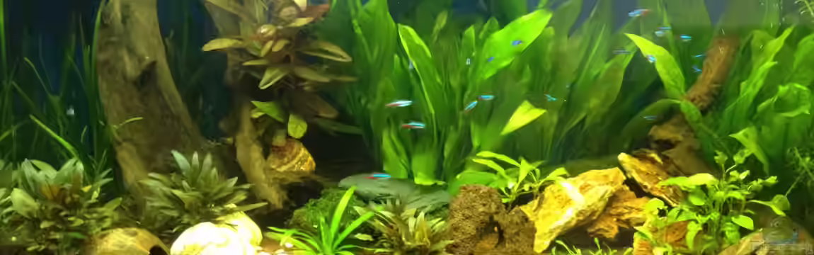 Wankdorf von Tobiaschwilly