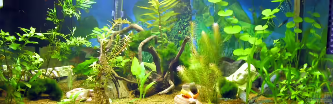 Water Home von Tudelui