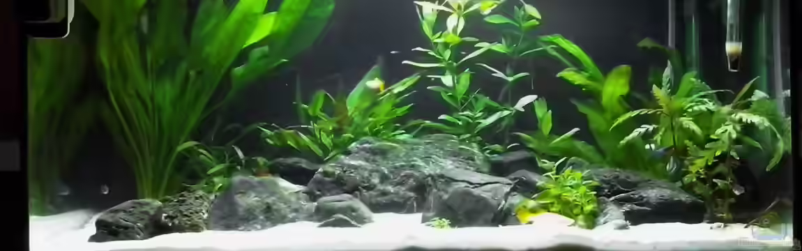 Weiß-Schwarz-Grün! von zwilling1662000