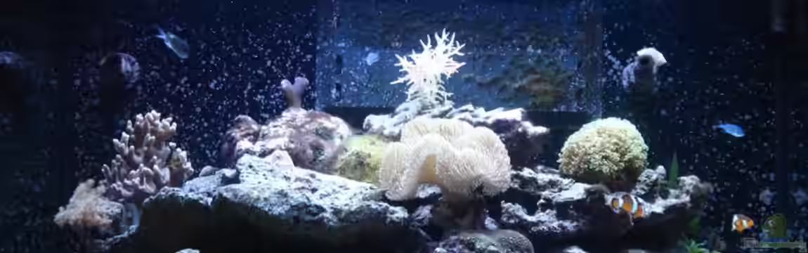 Weiße Perle von Seadiver