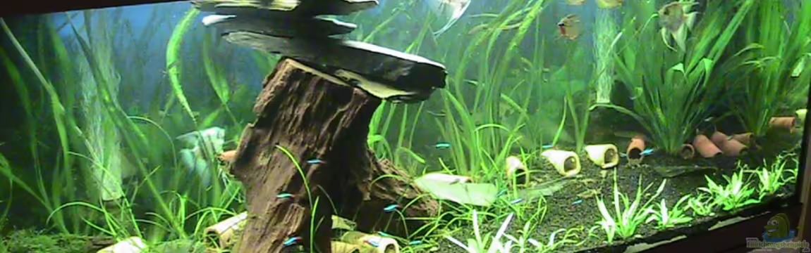 Wels Paradies von ManiacT