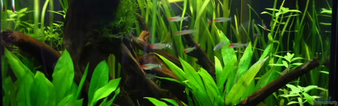 Welsbecken von Kiera&Hannes