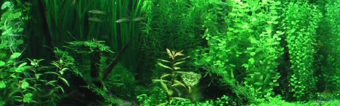 Werneris wilde Welt von Olli N.