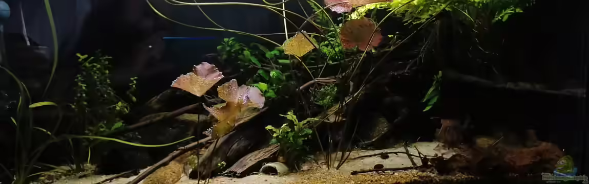 West Afrika von Fichte