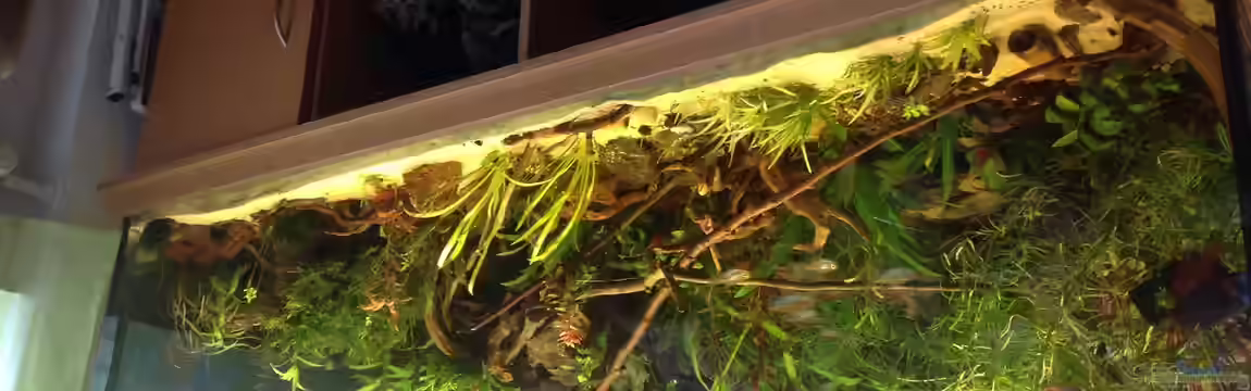 Westafrika Becken von Marita Rückershäuser