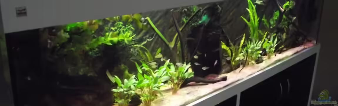 Westafrika-Style (aufgelöst) von Dr. Manhattan