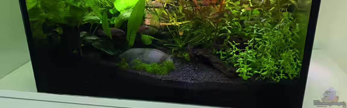 Westafrika von Tim1979