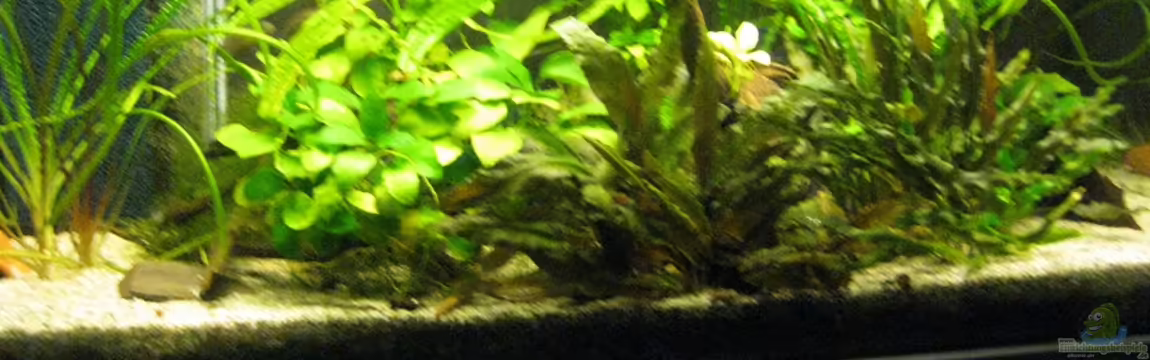 Westafrikaaquarium von Tankman71