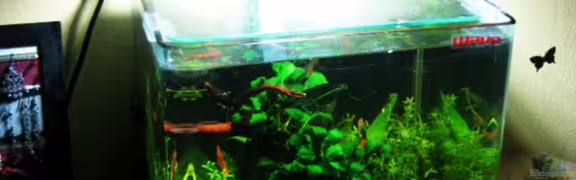 White Pearl`s Home von Lielle