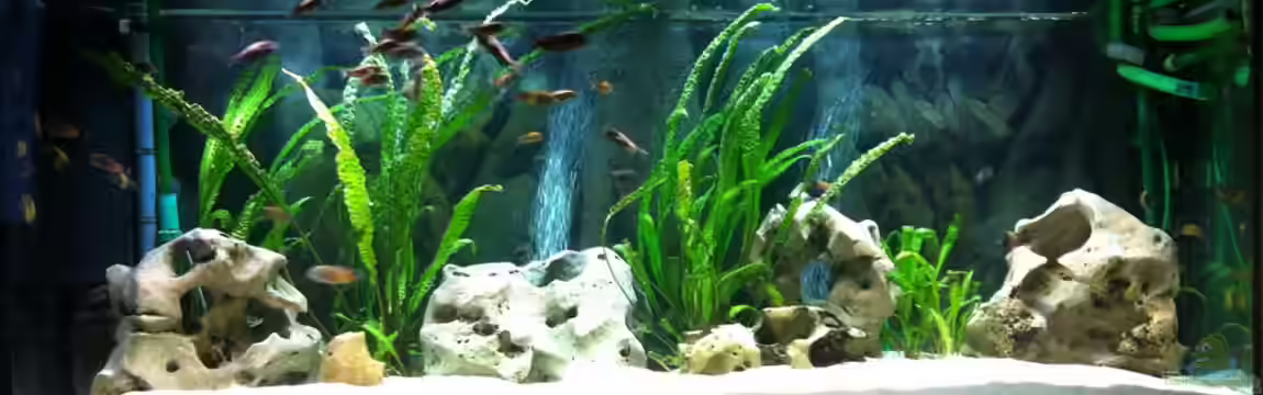 White World von Christian Auert