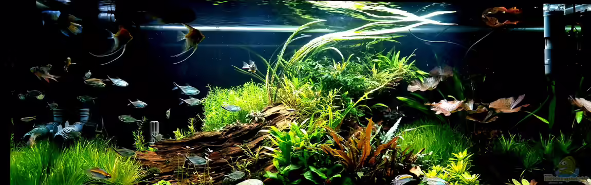 Wild Nature 2.0 von Comander