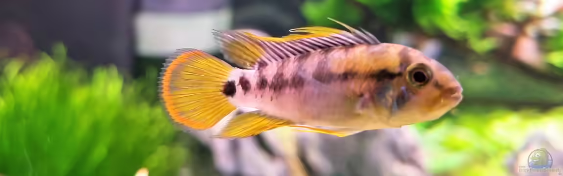 Wild Nature (nur noch als Beispiel) von Comander