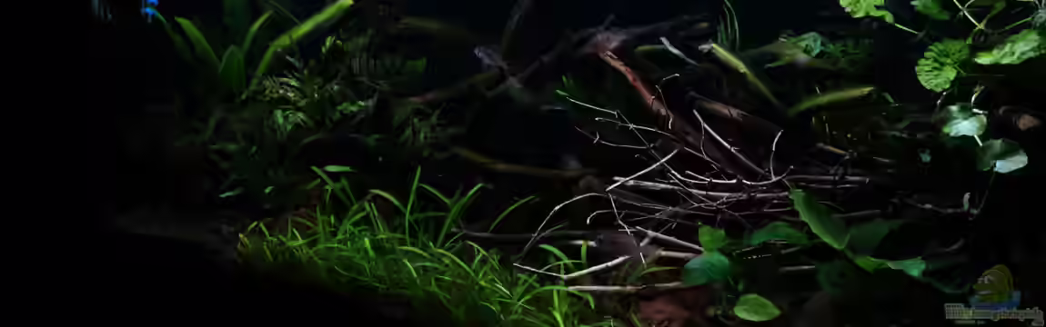 Wild Rio Guapore von Atacama