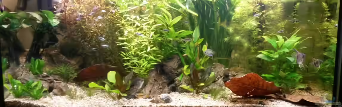 wild stones and plants von Dreadnought