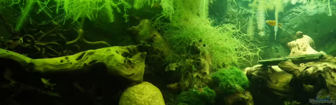 "Wilde Horde" von Rootsman