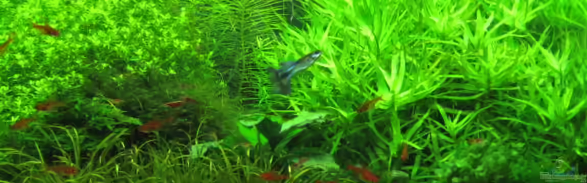 Wilder Würfel von furt