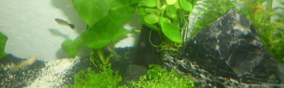 Wilderstrand von Stefan Rohland