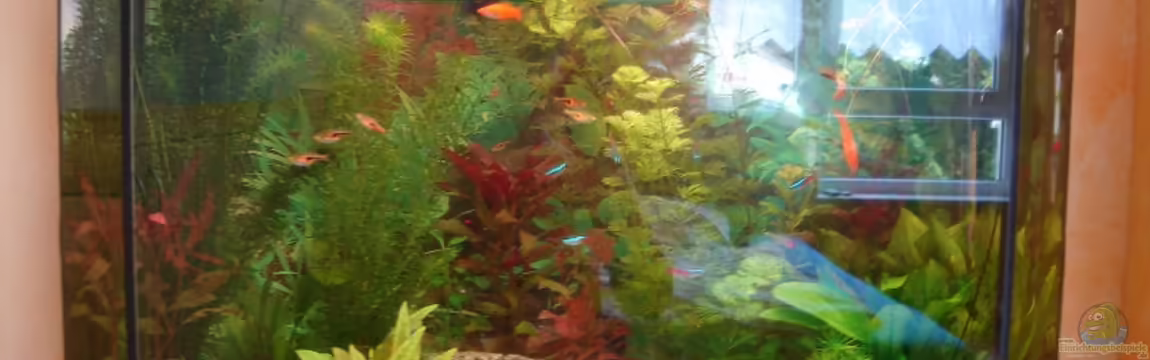 ~Wildtank~ von aquaman29