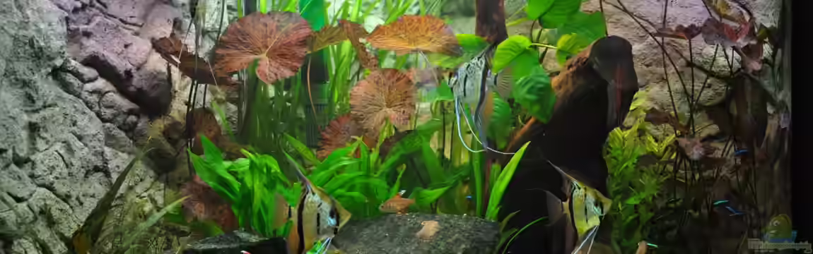 Woha Meta von jmvitt