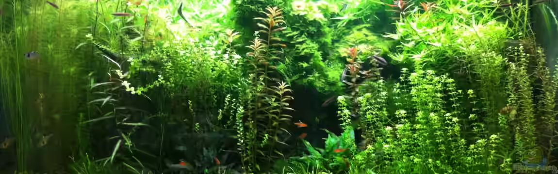 Wohnzimmeraquarium von Merrick