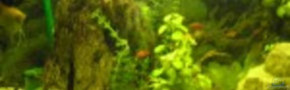 Wohnzimmerbecken von ded