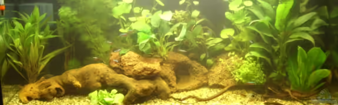 Wohnzimmeroase von Mario H.