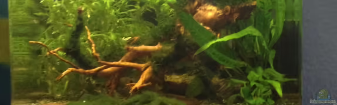 Wurzel-Würfel von Pillemann77