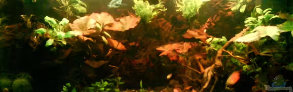 Wurzelimperium-nur noch als beispiel von LaEy