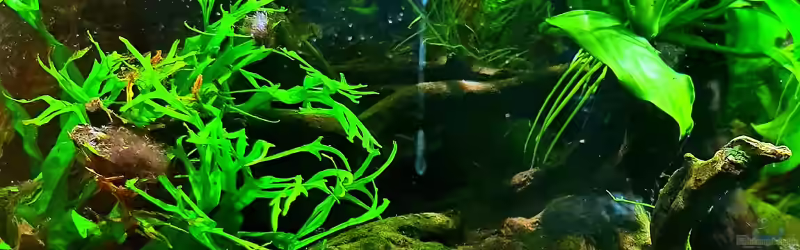 Wurzelwald von Markus Praher