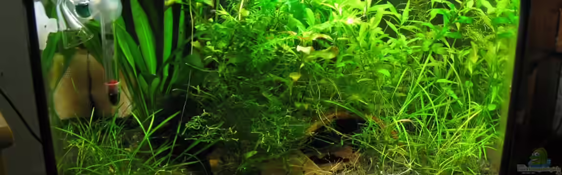 Yellow Fire von Marlone