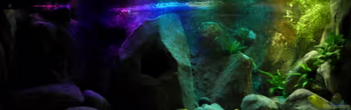 Yellowhome von Franek