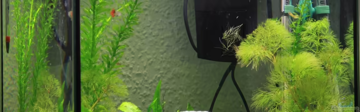 Zebra`s Mini-AQ von Sebastian Wolff