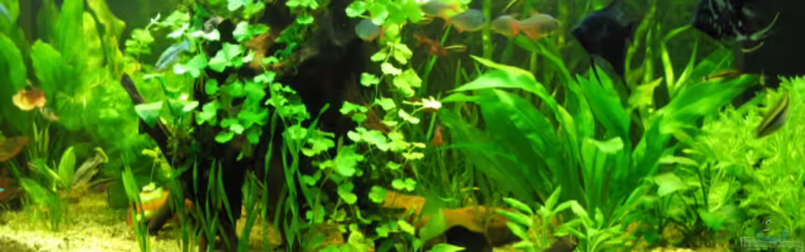 Zillmer von Eike-Helgo Zillmer