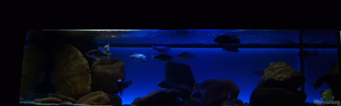 Zu verkaufen von Oeli