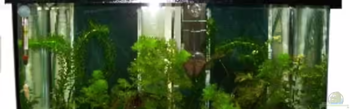 Zuchtbecken mit High-Power-LED´s von Aquaristik-sbk