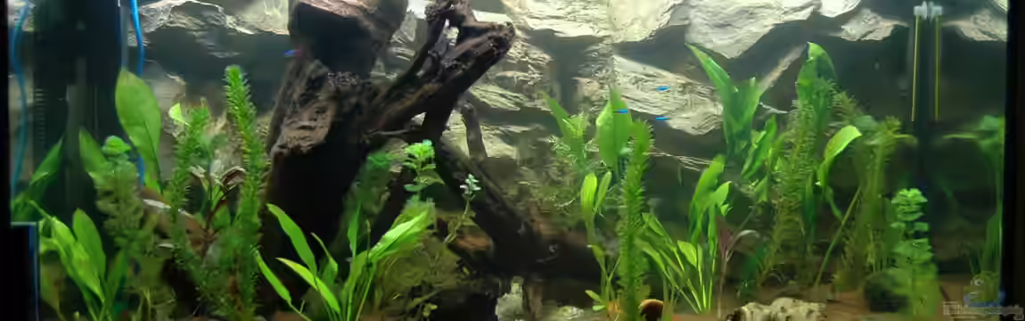 Zur feuchten Flosse von marciii1985