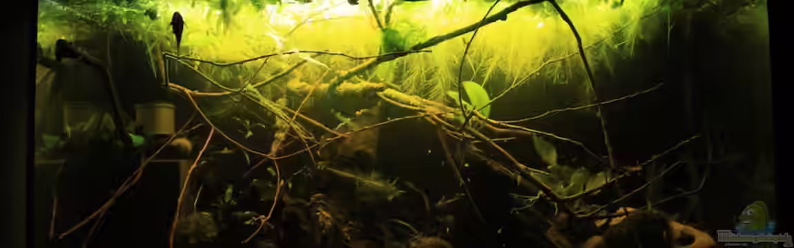 Zwergbecken von mojita