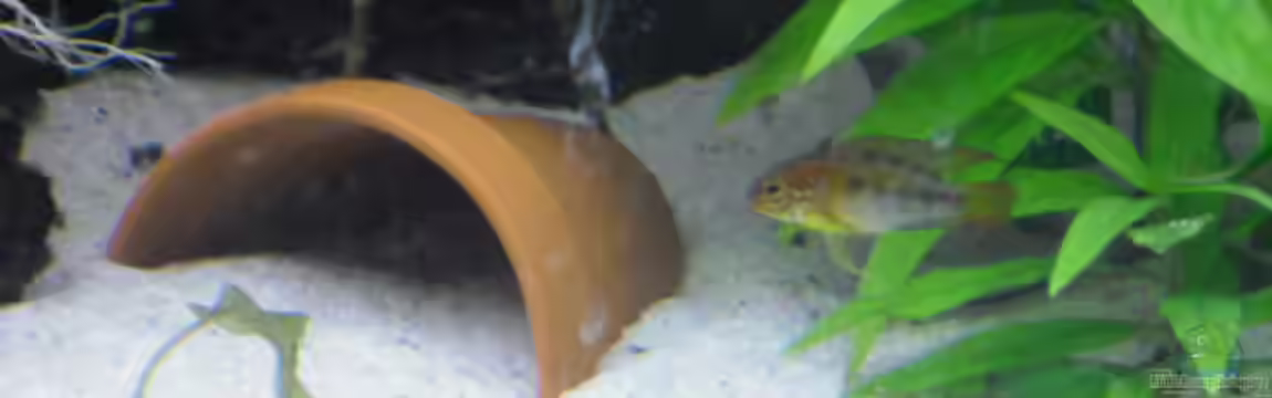 Zwergbuntbarschbecken von Zwergbuntbarschfan