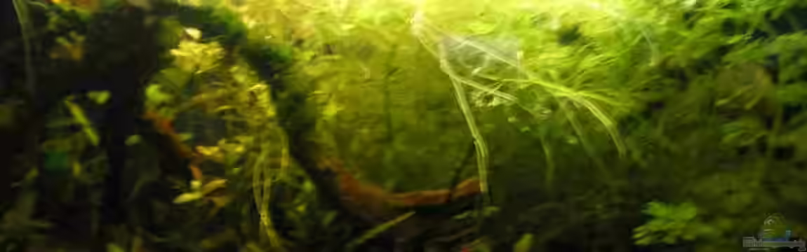 Zwergbuntbarsche im Dickischt von CPeters