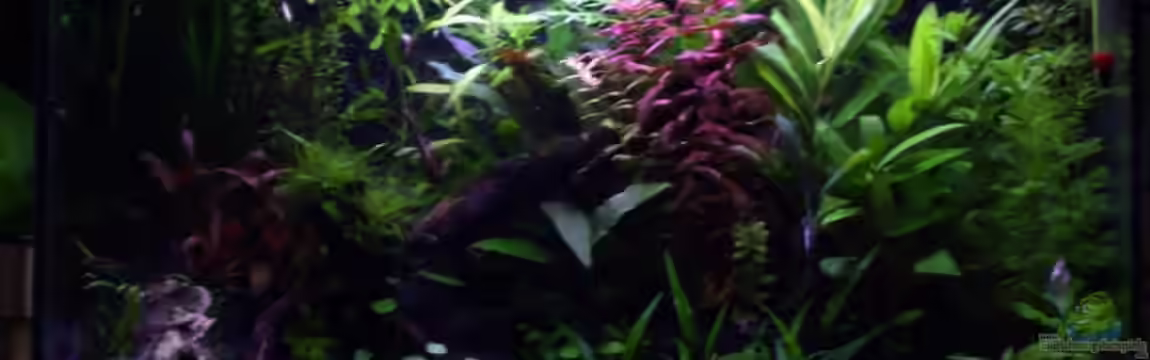 Zwergfisch Gesellschaftsaquarium von Basti FFM