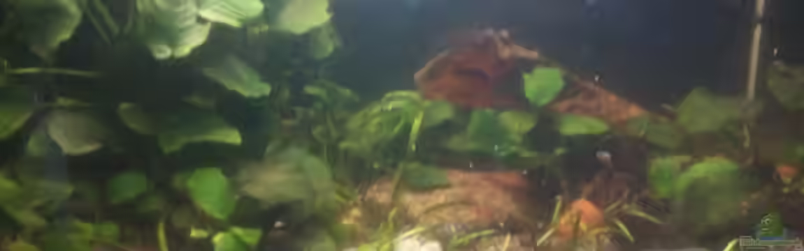 Zwergkrallenfrosch-Becken von Jenny