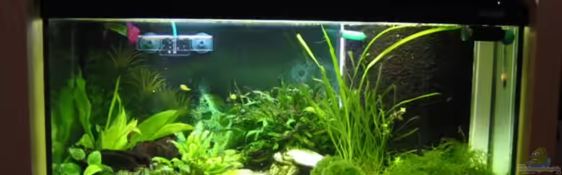 Zwergkugelfisch-Artbecken von Christina Studt