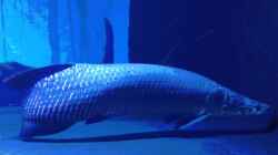 Die Giganten des Aquariums: Tropische Raubfische, die nur in großzügigen Becken gedeihen!