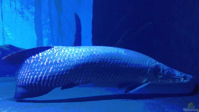 Die Giganten des Aquariums: Tropische Raubfische, die nur in großzügigen Becken gedeihen!